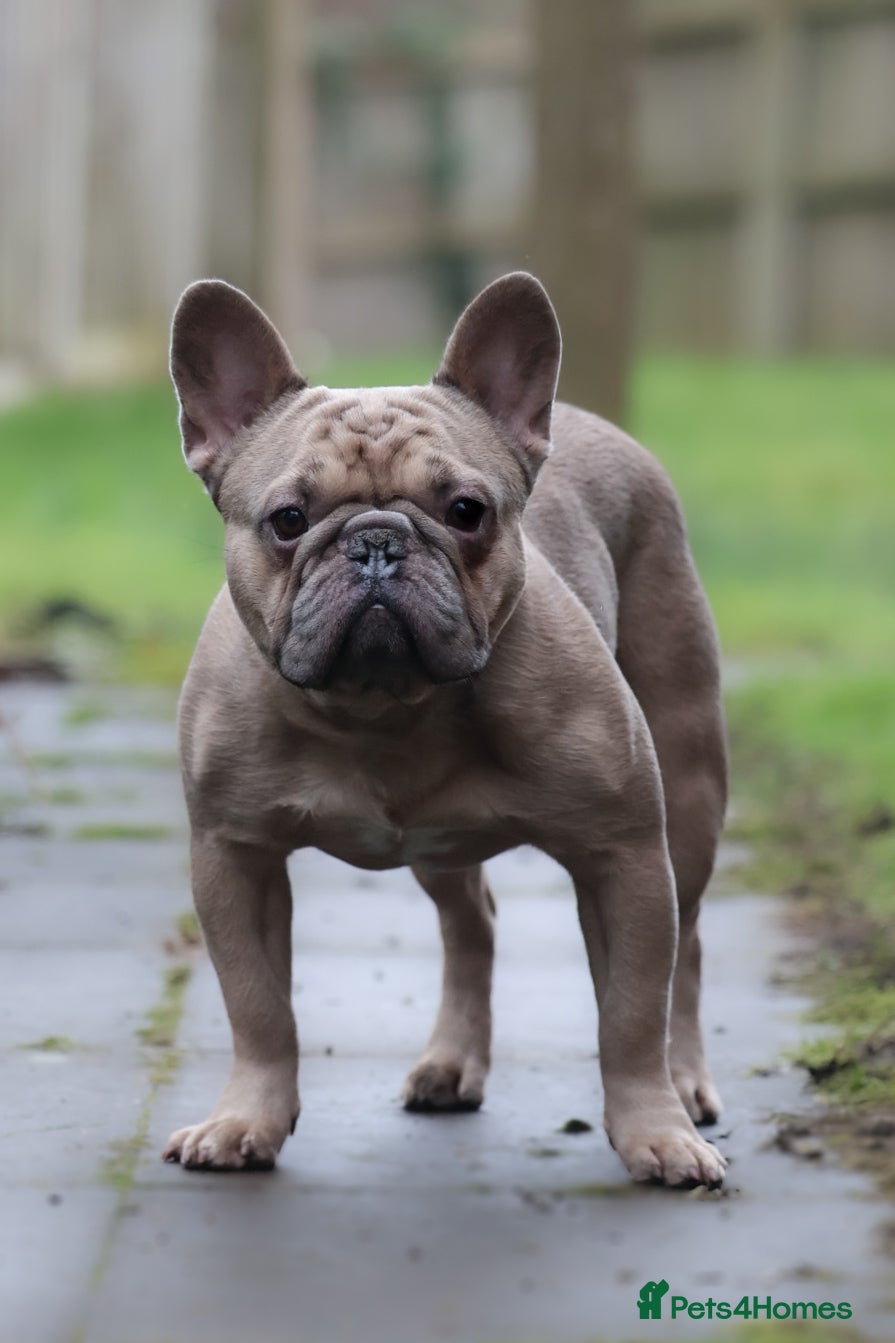 French Bulldog dogs French Bulldog for Forever Home PLEASE READ  - Advert 2