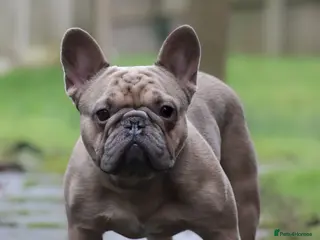 French Bulldog dogs French Bulldog for Forever Home PLEASE READ - Advert 2