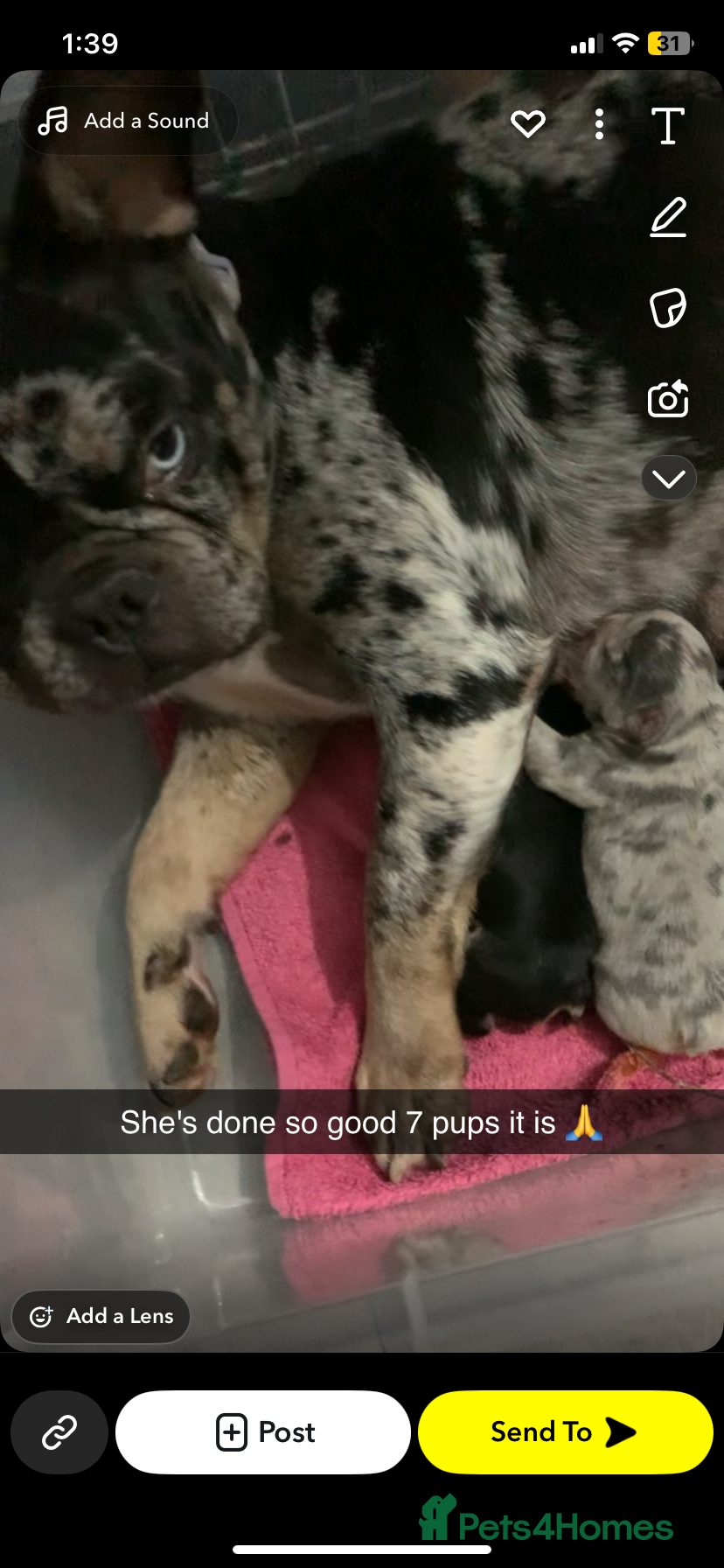 French Bulldog dogs Stunning French bulldog puppy's for sale  - Advert 6