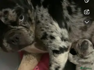 French Bulldog dogs Stunning French bulldog puppy's for sale - Advert 6