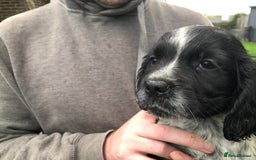 Cocker Spaniel dogs for sale: Fantastic litter of cocker spaniels - Image 8