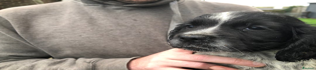 Cocker Spaniel Puppy 3