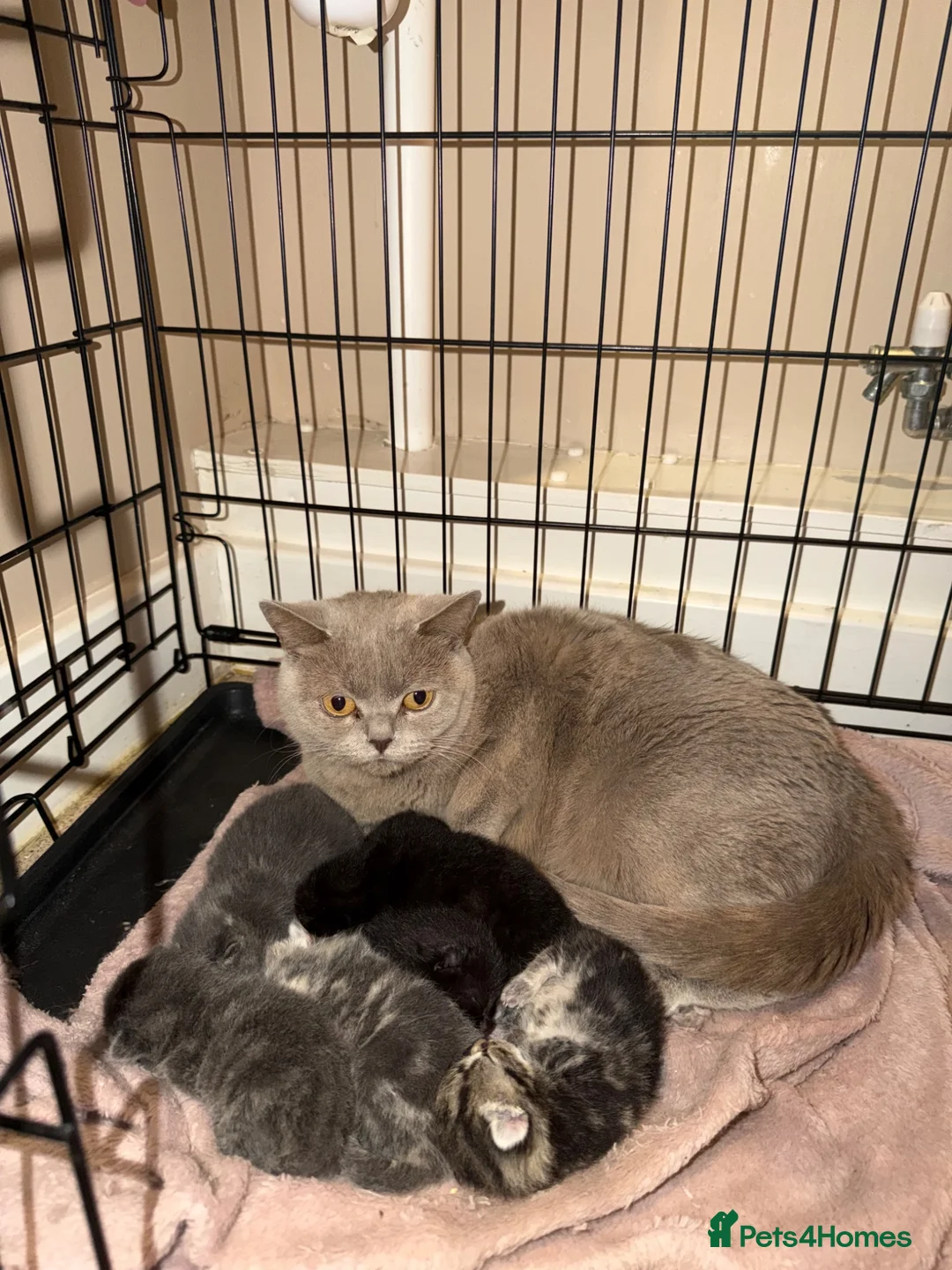 British Shorthair cats for sale: British short hair kittens - Advert 1