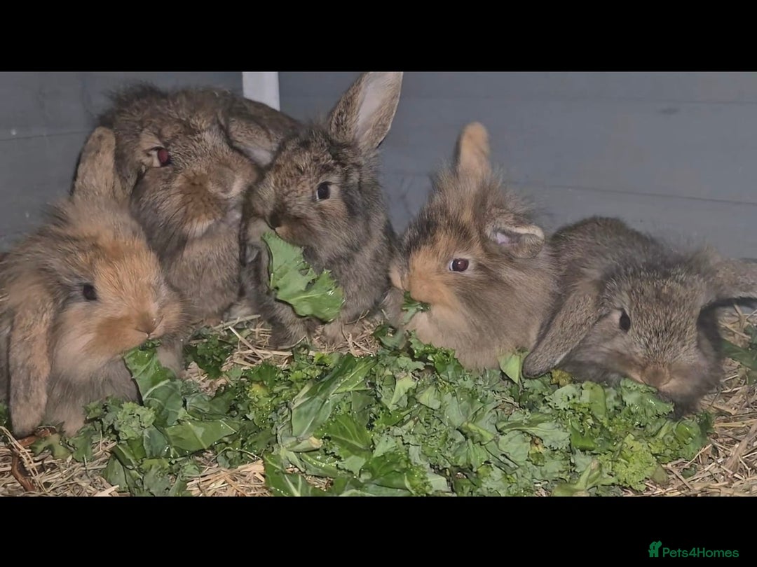 Mini Lion Lop rabbits for sale: Mini Lion Lops Ready in 2 weeks 🩷🩵 - Advert 6