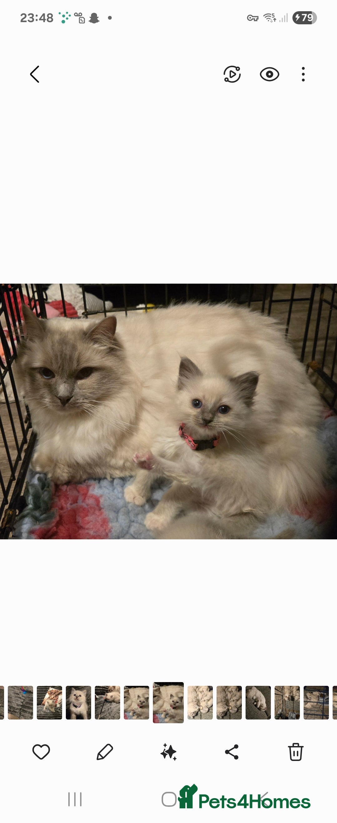 Ragdoll cats for sale: Beautiful GCCF Reg Pure Bred Ragdoll kittens - Image 15