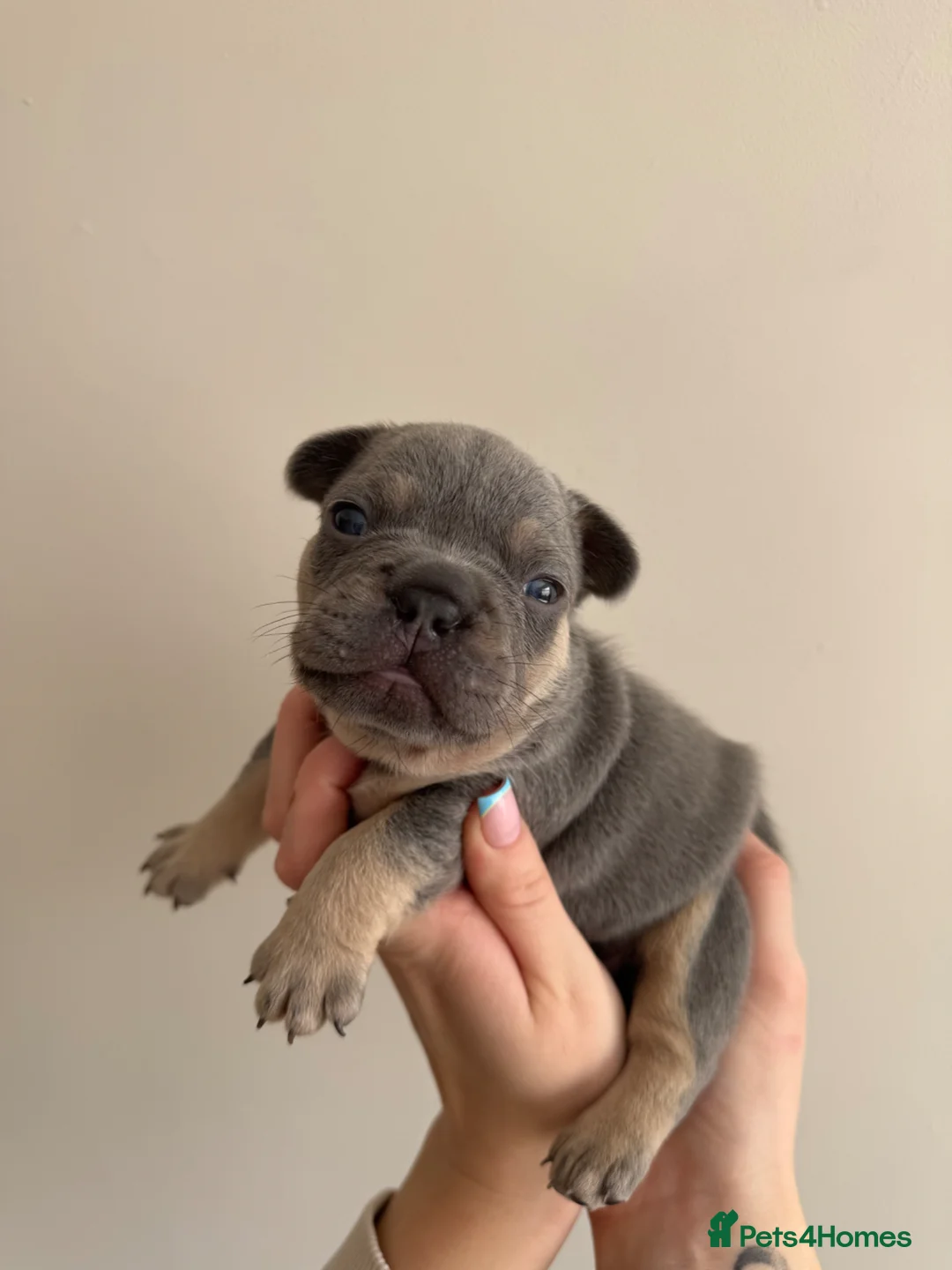 French Bulldog dogs for sale: French Bulldog Puppies  - Advert 1