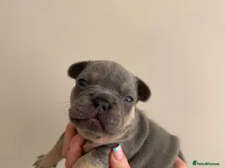 French Bulldog dogs French Bulldog Puppies - Advert 1