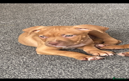 Staffordshire Bull Terrier dogs for sale: Staffordshire bull terrier puppies - Image 2