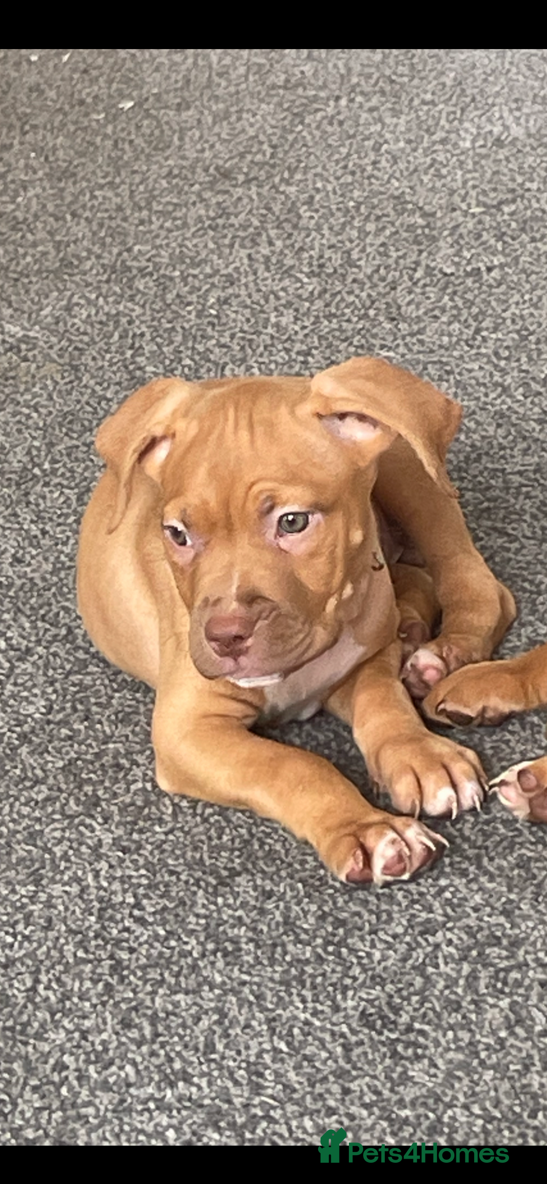 Staffordshire Bull Terrier dogs for sale: Staffordshire bull terrier puppies - Image 2