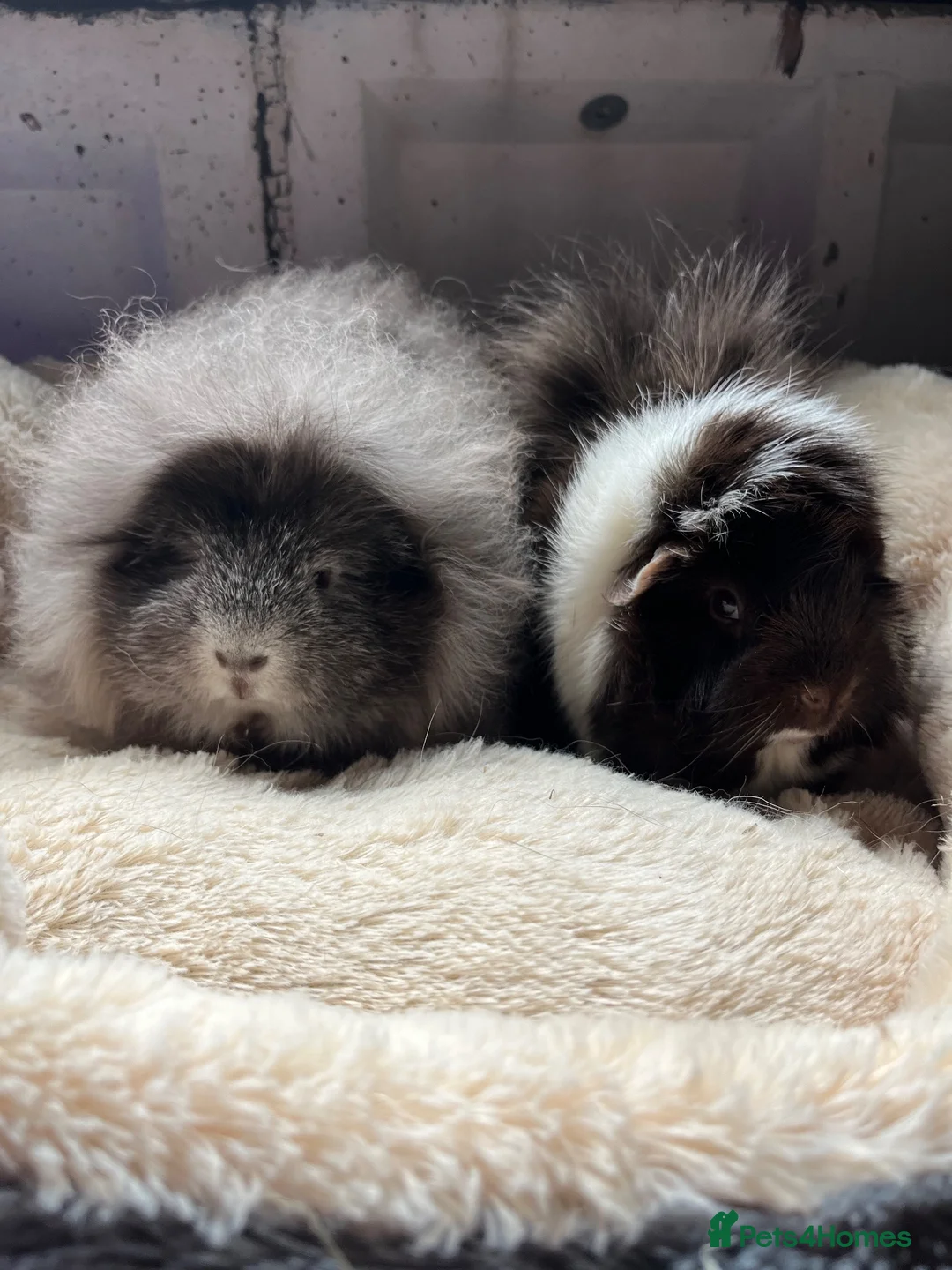 Guinea Pig rodents for sale: Various funky and swiss boys  - Advert 1