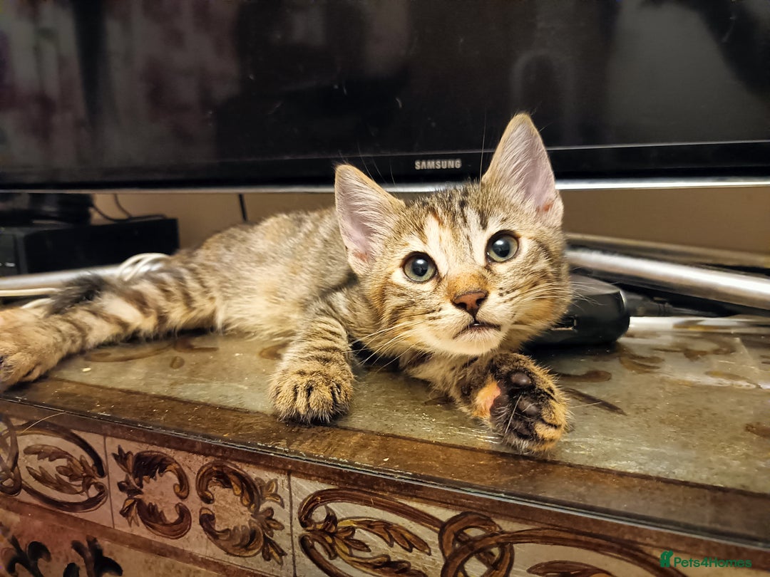 Bengal cats for sale: 🏆Families RARE Bengal X F5 Asian Leopard kittens  - Image 5