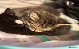 Toyger cats for sale: Toyger kittens  - Advert 6