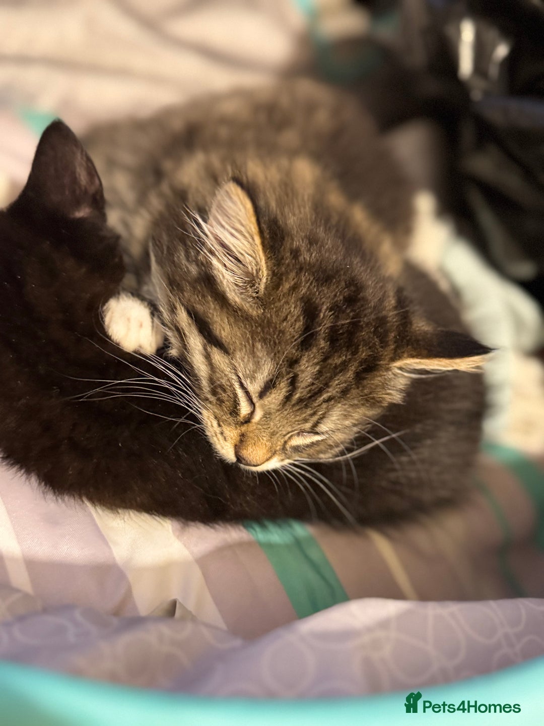 Toyger cats for sale: Toyger kittens  - Advert 6