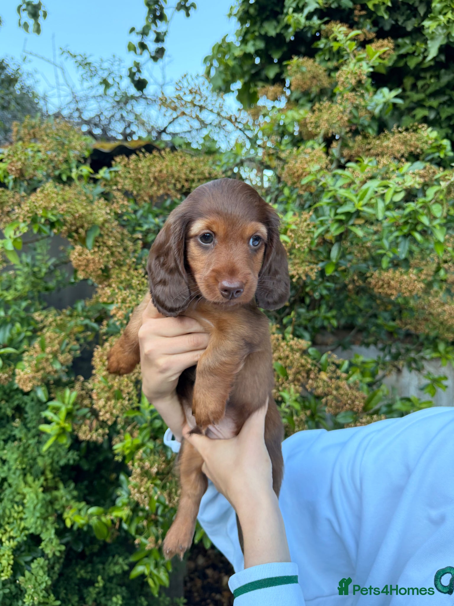 Miniature Dachshund dogs for sale: KC Registered- Long haired Mini Dachshund  in London - Advert 4