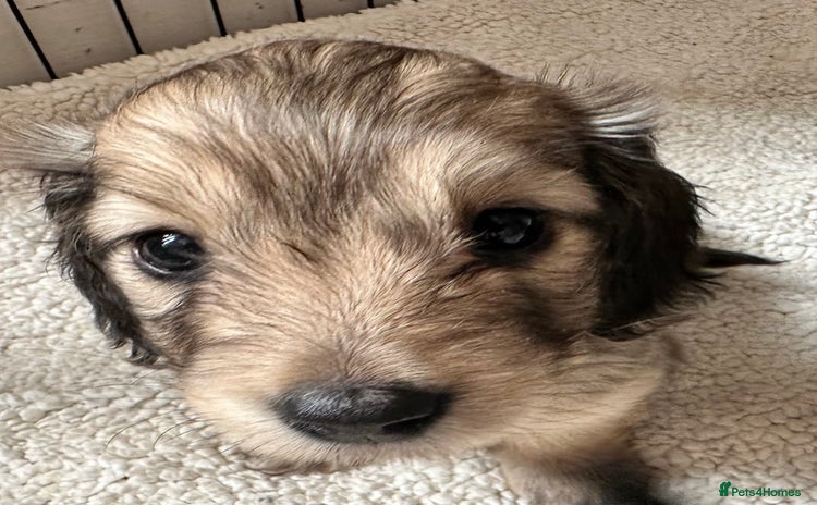 Miniature Dachshund dogs - Advert 16