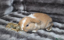 Mini Lop rabbits for sale: 3 Mini Plush x Mini Lop babies  - Image 11
