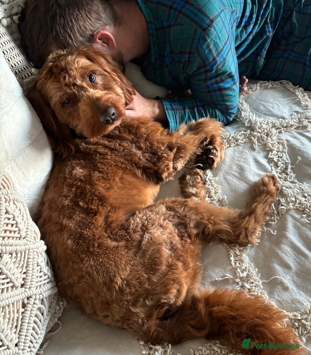 Australian Labradoodle dogs for stud: Australian Labradoodle - Fully Tested, Top Lines - Advert 4