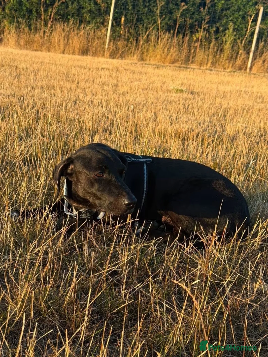 Mixed Breed dogs for adoption: Sweet Banjo is looking for his forever  in Colchester - Advert 5