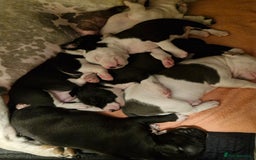 Staffordshire Bull Terrier dogs for sale: From Our Family to Yours - Image 6
