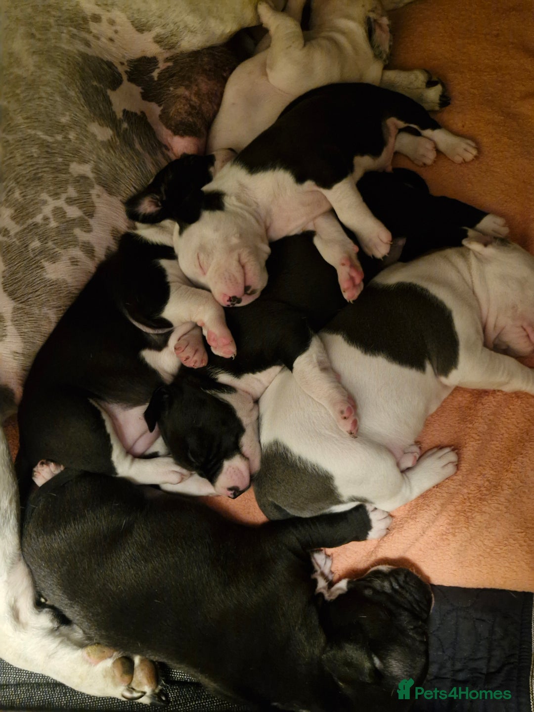 Staffordshire Bull Terrier dogs for sale: From Our Family to Yours - Image 6
