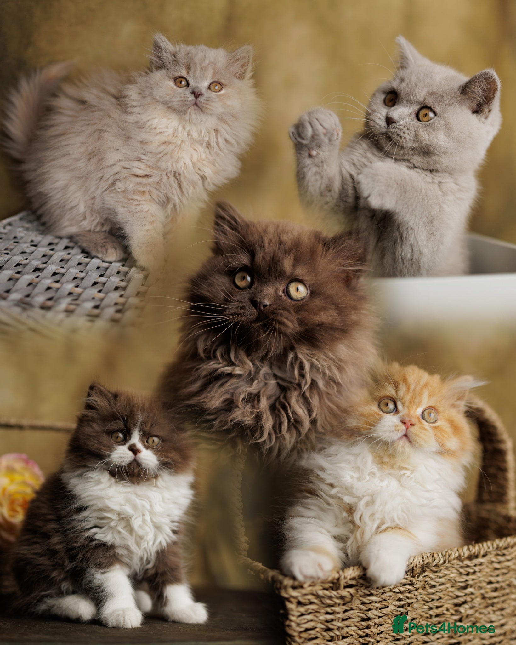 British Shorthair cats British Short Long-haired Chocolate Brown Fawn Red - Advert 16