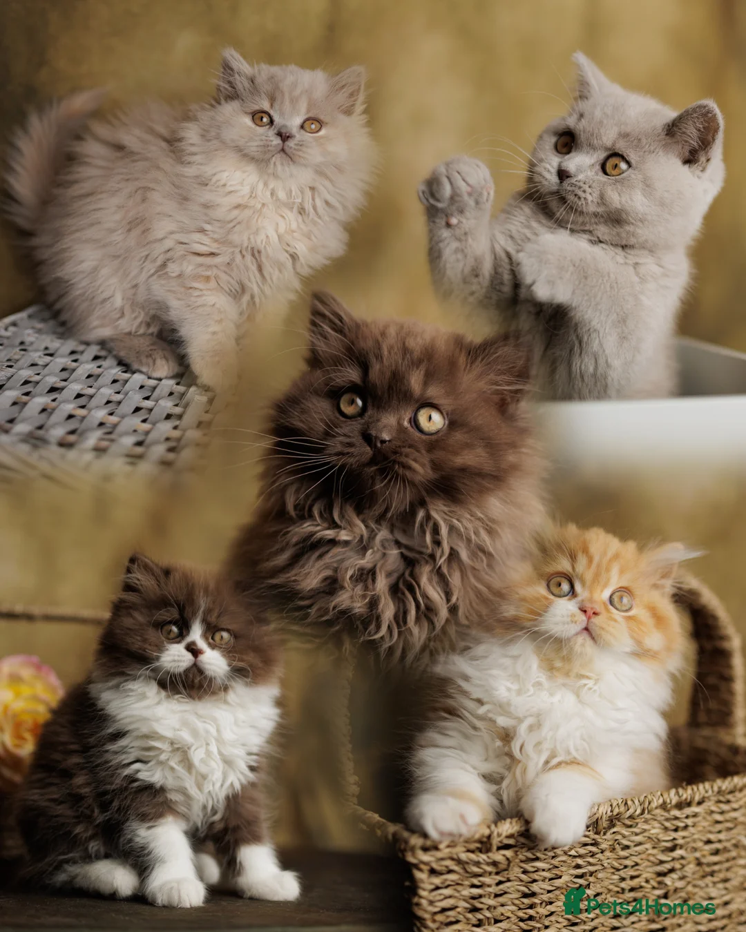 British Shorthair cats for sale: British Short Long-haired Chocolate Brown Fawn Red - Advert 1