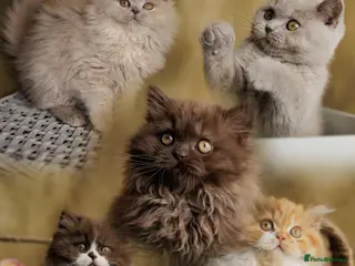 British Shorthair cats British Short Long-haired Chocolate Brown Fawn Red - Advert 1