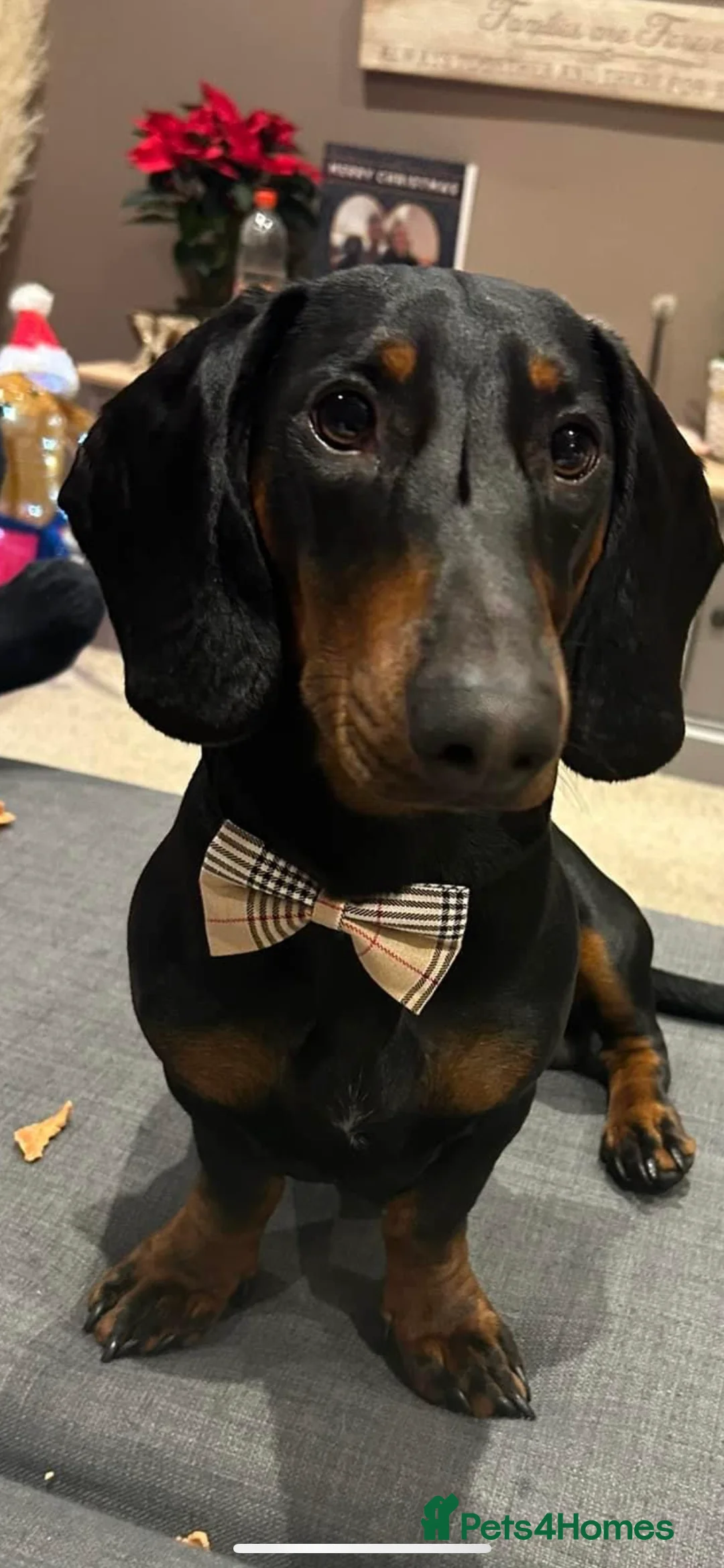 Dachshund dogs for sale: 4 year old male dachshund needs a home  - Advert 10