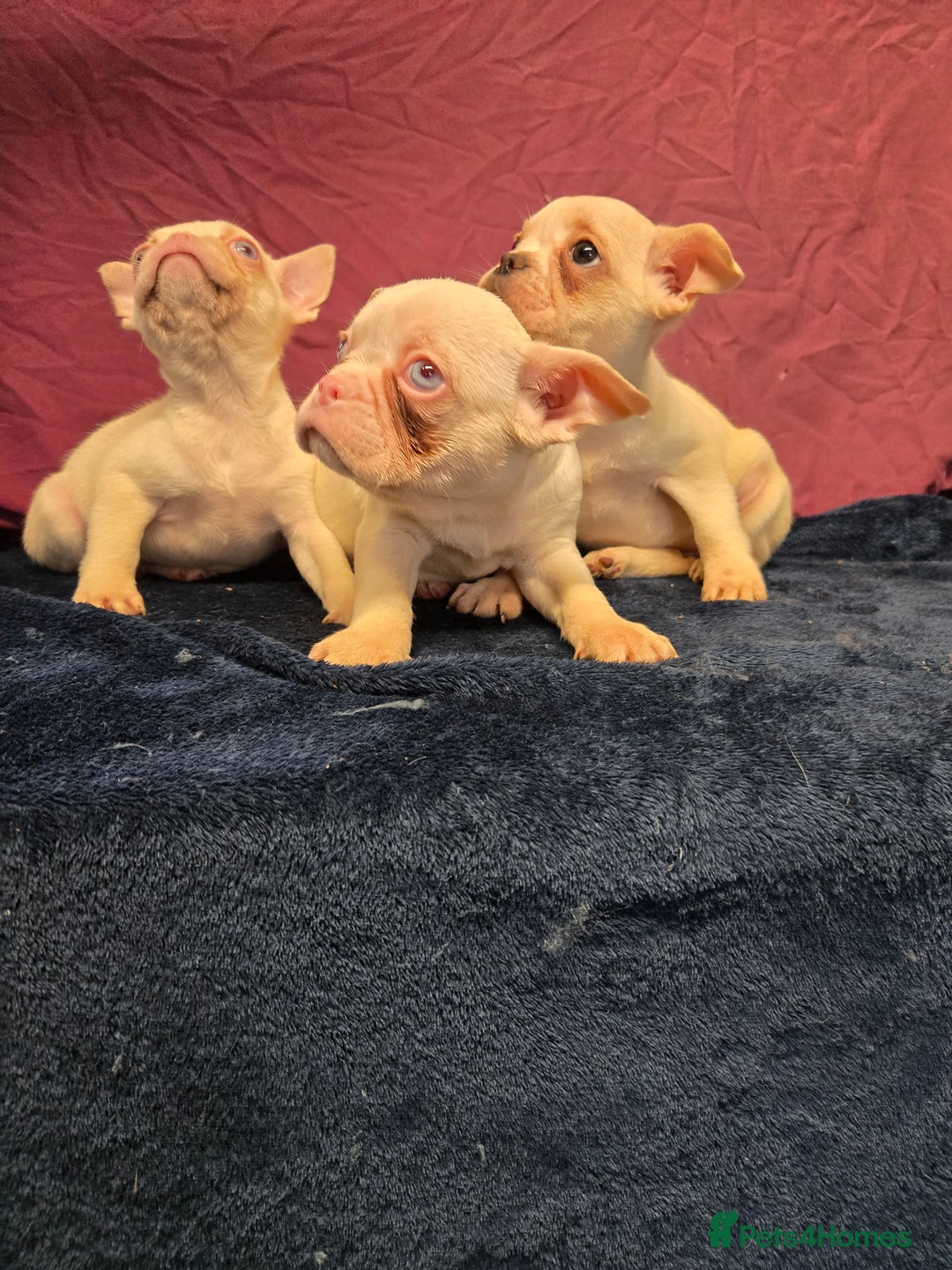 French Bulldog dogs for sale: French bulldog pups pink/fluffy READY NOW - Advert 10