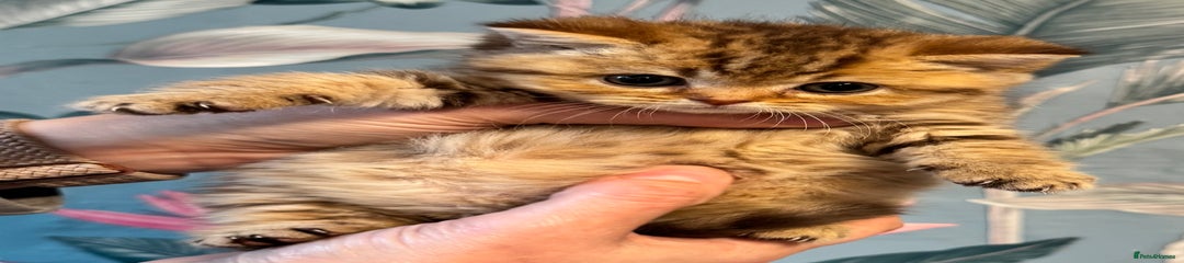 Chocolate Golden boy 