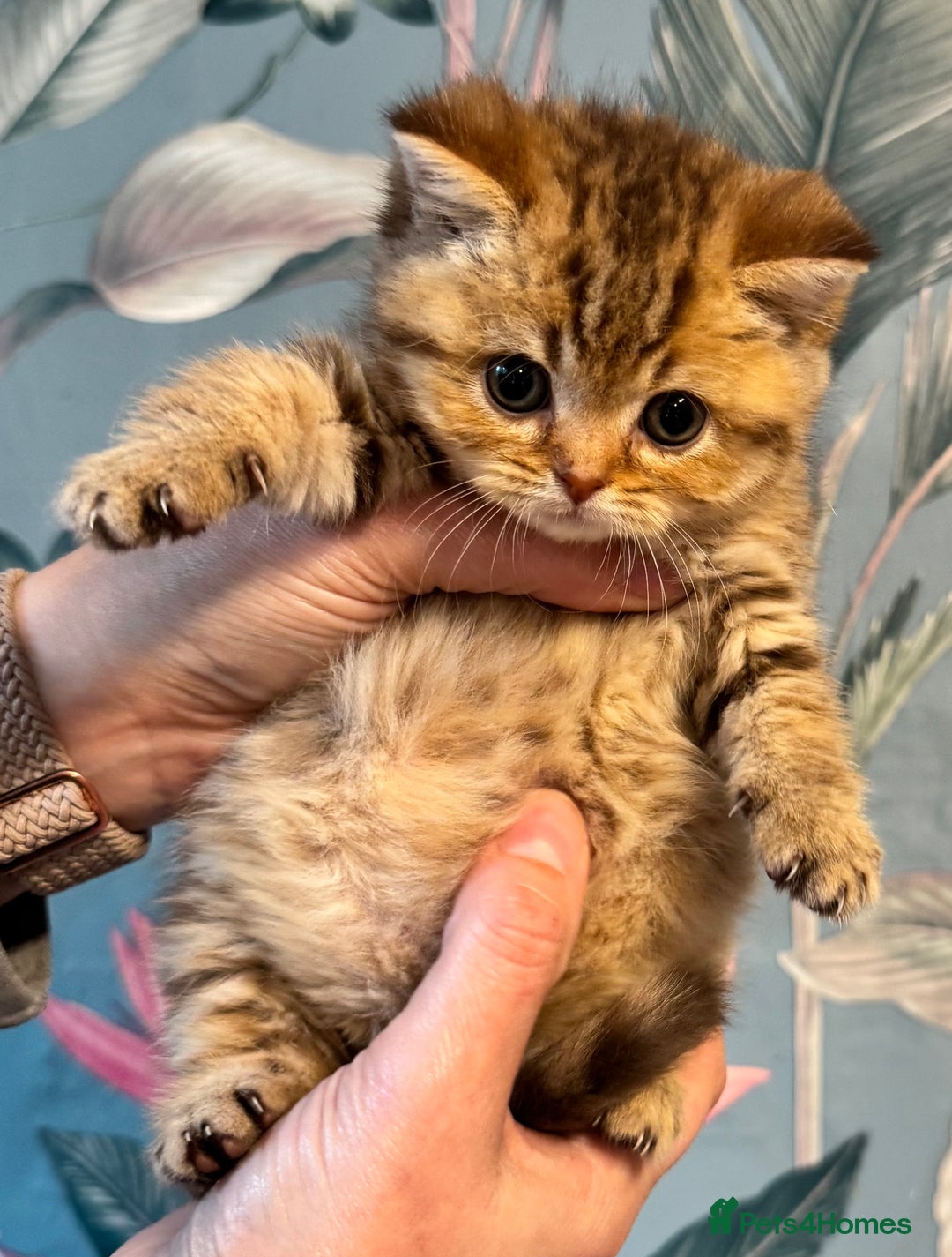 British Shorthair cats for sale: Stunning Golden kittens  - Image 12