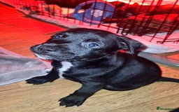 Staffordshire Bull Terrier dogs for sale: READY 7TH NOVEMBER ⭐️ 🐶 2 left ⭐️ staff pups  - Image 17