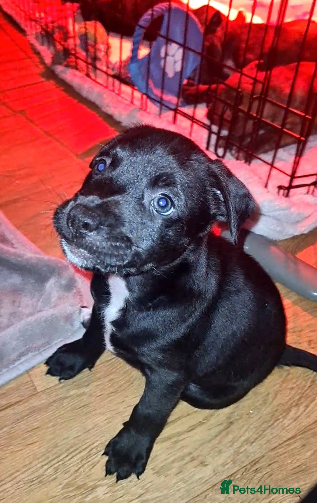 Staffordshire Bull Terrier dogs for sale: READY 7TH NOVEMBER ⭐️ 🐶 2 left ⭐️ staff pups  - Image 17