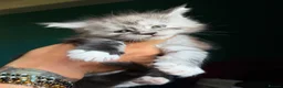 Maine Coon cats for sale: Maine Coons with Tests, Papers, Vet Checks & Vacc. - Advert 11