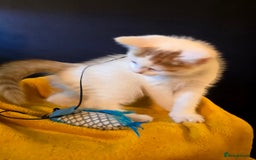 Mixed Breed cats for sale: SweetPlayfulKitten–Socialised with Dog 😻 - Image 17