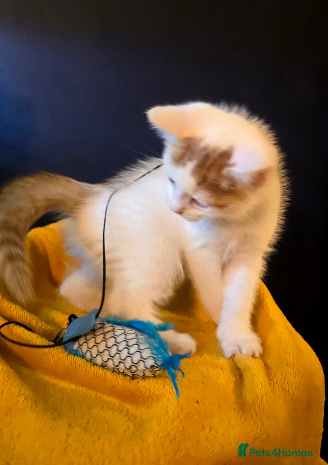 Mixed Breed cats for sale: SweetPlayfulKitten–Socialised with Dog 😻 - Image 17