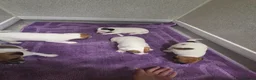 Jack Russell dogs for sale: Jack russell pups  in Stevenston - Advert 10