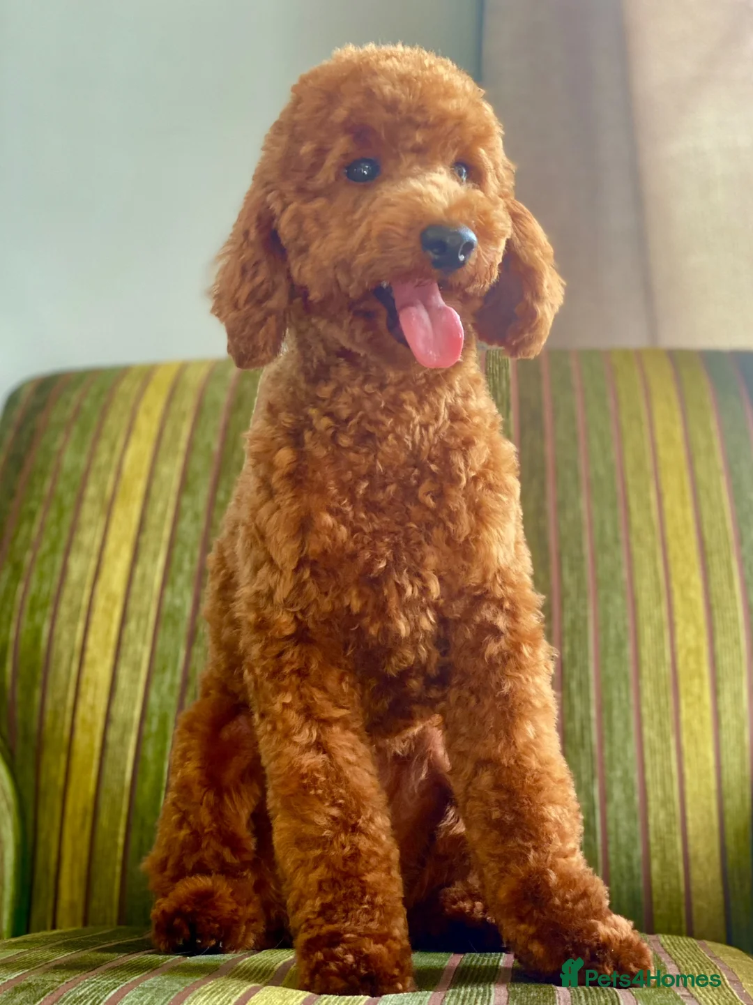 Maltipoo dogs for sale: Maltipoo  - Advert 6