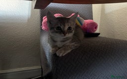 Ragdoll cats for sale: Kitten for sale last little boy - Image 3