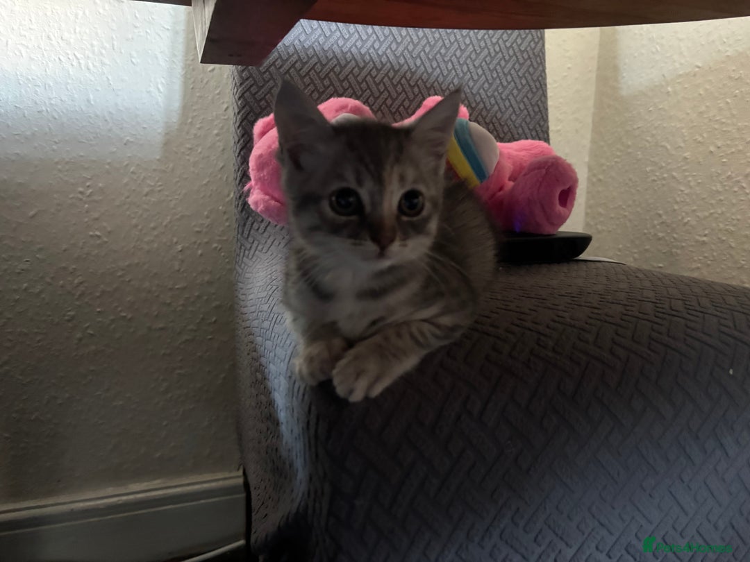 Ragdoll cats for sale: Kitten for sale last little boy - Image 3