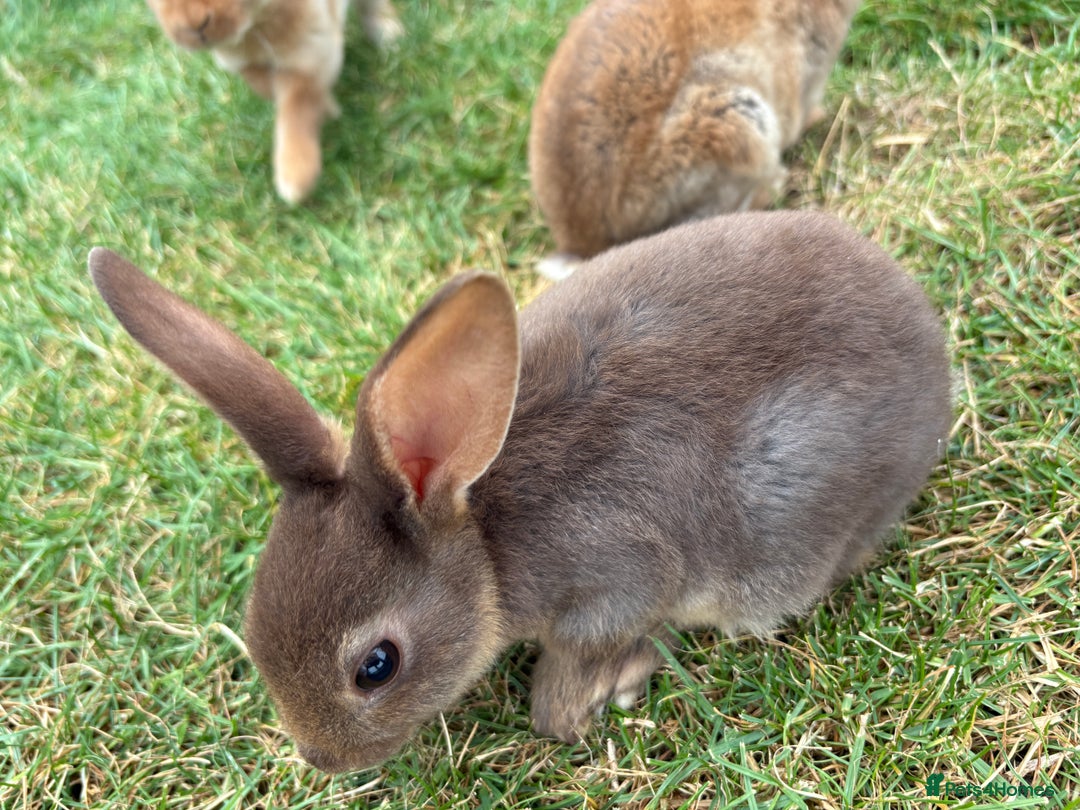 Rex rabbits for sale: Rex rabbits for sale - Image 6