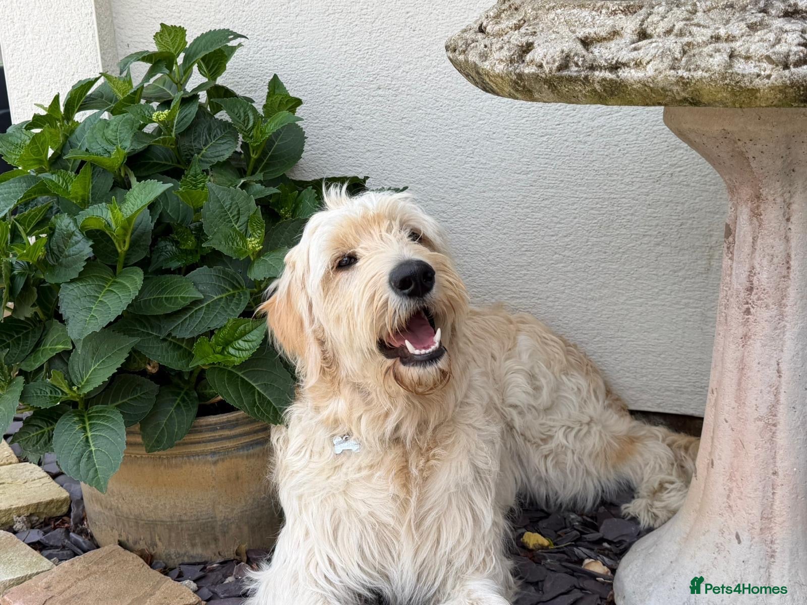 Goldendoodle dogs READY! 4 Gorgeous F1 Goldendoodle Boys  - Advert 2