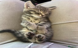 Domestic Shorthair cats for sale: 3 kittens for sale - Image 13