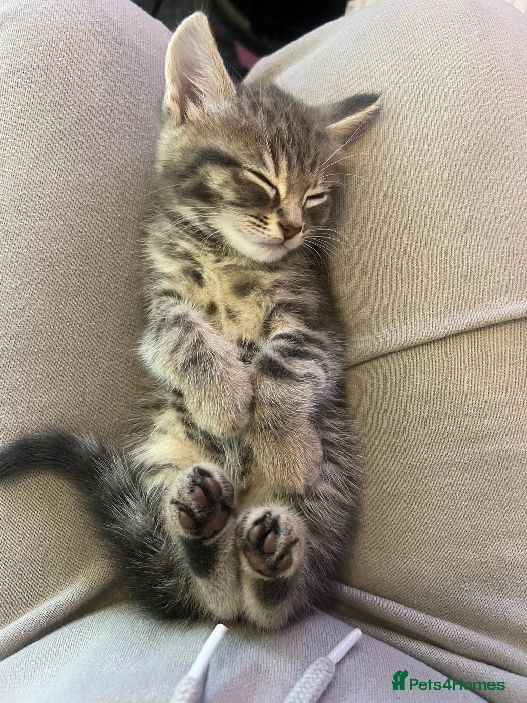 Domestic Shorthair cats for sale: 3 kittens for sale - Image 13