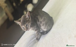 Bengal cats for sale: Sweet Bengal Kittens For Sale  - Image 31