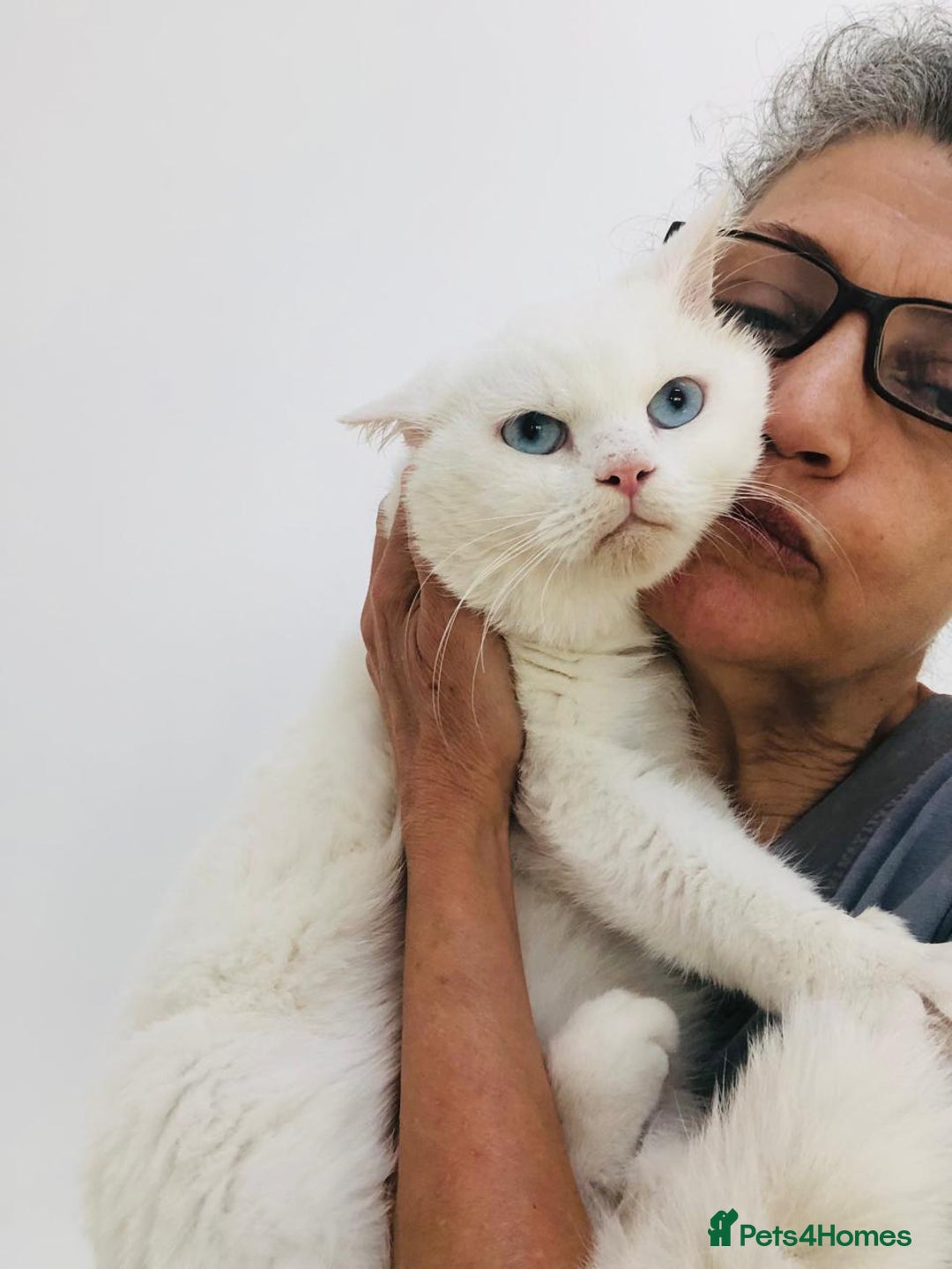 Mixed Breed cats for adoption: LENNON-MIX TURKISH ANGORA LIVELY BOY NEUTERED - Advert 1