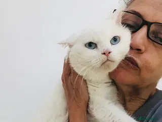 Mixed Breed cats LENNON-MIX TURKISH ANGORA LIVELY BOY NEUTERED - Advert 3