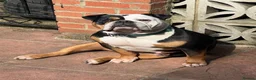 Old Tyme Bulldog dogs for sale: Margot Old Tyme Bulldog - Rehome  - Advert 4