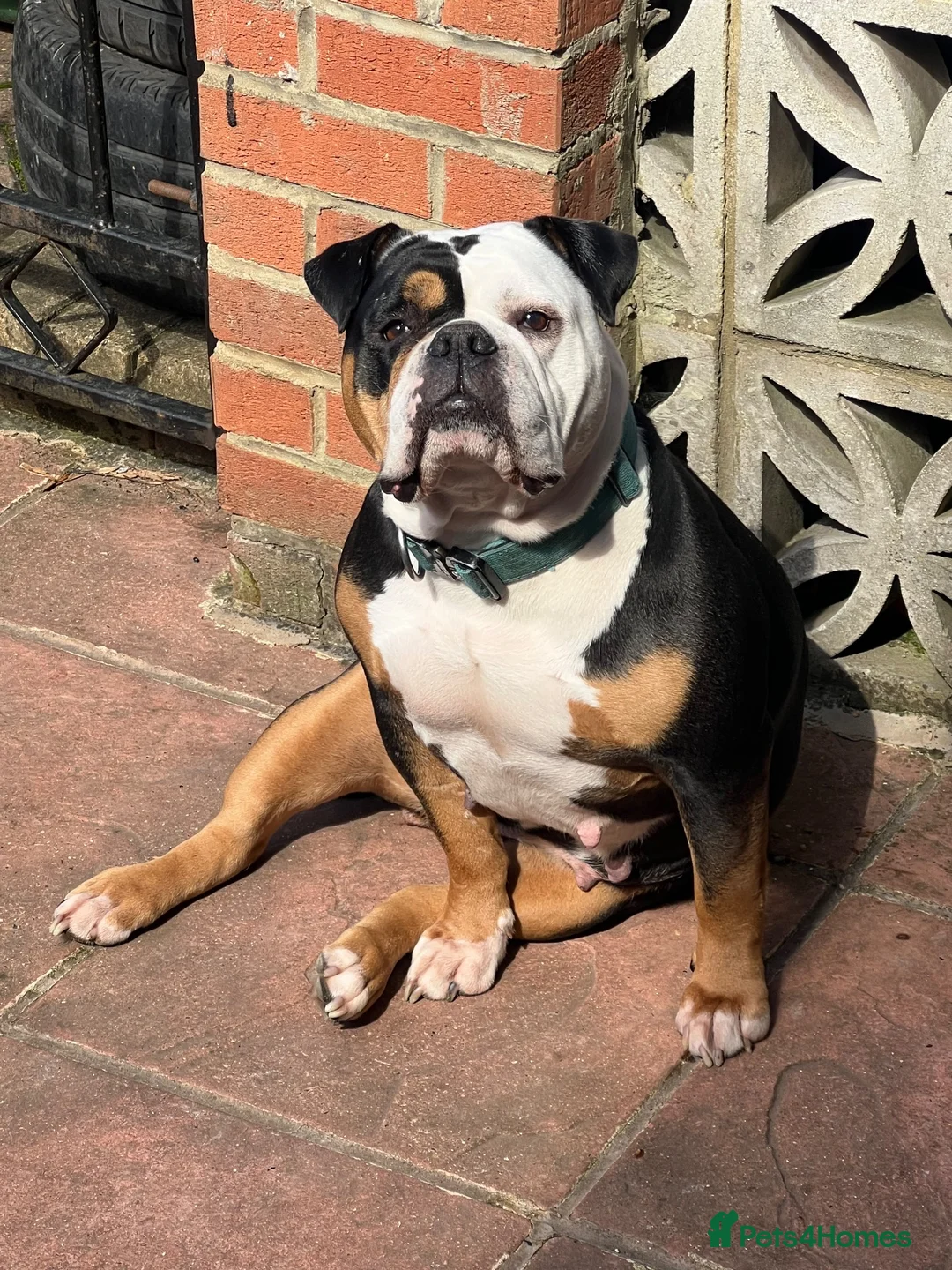 Old Tyme Bulldog dogs for sale: Margot Old Tyme Bulldog - Rehome  - Advert 4