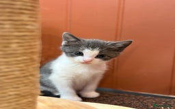 Mixed Breed cats for sale: 🐾 Adorable Kittens For Forever Homes 🐾  - Image 15